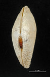 中文名:波紋櫻蛤(002503-00060)學名:Quidnipagus palatam (Iredale, 1929)(002503-00060)