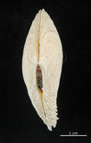 中文名:波紋櫻蛤(002964-00072)學名:Quidnipagus palatam (Iredale, 1929)(002964-00072)