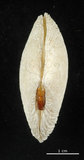 中文名:波紋櫻蛤(002964-00089)學名:Quidnipagus palatam (Iredale, 1929)(002964-00089)