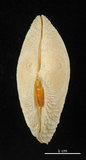 中文名:波紋櫻蛤(003276-00081)學名:Quidnipagus palatam (Iredale, 1929)(003276-00081)