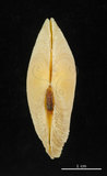中文名:波紋櫻蛤(003424-00023)學名:Quidnipagus palatam (Iredale, 1929)(003424-00023)