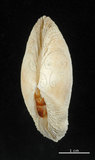 中文名:波紋櫻蛤(003737-00007)學名:Quidnipagus palatam (Iredale, 1929)(003737-00007)