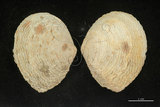 中文名:波紋櫻蛤(004537-00070)學名:Quidnipagus palatam (Iredale, 1929)(004537-00070)