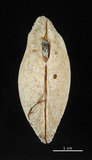 中文名:波紋櫻蛤(004611-00036)學名:Quidnipagus palatam (Iredale, 1929)(004611-00036)