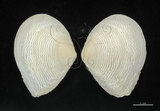 中文名:波紋櫻蛤(004611-00039)學名:Quidnipagus palatam (Iredale, 1929)(004611-00039)