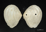 中文名:波紋櫻蛤(005112-00040)學名:Quidnipagus palatam (Iredale, 1929)(005112-00040)