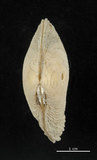 中文名:波紋櫻蛤(005112-00040)學名:Quidnipagus palatam (Iredale, 1929)(005112-00040)
