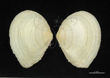 中文名:波紋櫻蛤(005250-00040)學名:Quidnipagus palatam (Iredale, 1929)(005250-00040)