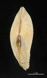 中文名:波紋櫻蛤(005250-00040)學名:Quidnipagus palatam (Iredale, 1929)(005250-00040)