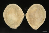 中文名:波紋櫻蛤(005558-00044)學名:Quidnipagus palatam (Iredale, 1929)(005558-00044)