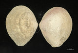 中文名:波紋櫻蛤(005558-00044)學名:Quidnipagus palatam (Iredale, 1929)(005558-00044)