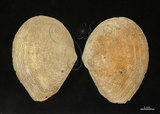 中文名:波紋櫻蛤(005847-00018)學名:Quidnipagus palatam (Iredale, 1929)(005847-00018)
