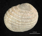 中文名:白肋蜑螺(001737-00021)學名:Nerita plicata Linnaeus, 1758(001737-00021)