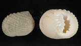 中文名:白肋蜑螺(001737-00021)學名:Nerita plicata Linnaeus, 1758(001737-00021)