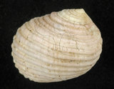 中文名:白肋蜑螺(002328-00142)學名:Nerita plicata Linnaeus, 1758(002328-00142)