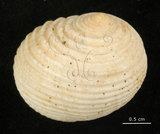 中文名:白肋蜑螺(002328-00143)學名:Nerita plicata Linnaeus, 1758(002328-00143)