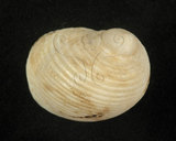 中文名:白肋蜑螺(002328-00145)學名:Nerita plicata Linnaeus, 1758(002328-00145)