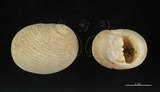 中文名:白肋蜑螺(002328-00146)學名:Nerita plicata Linnaeus, 1758(002328-00146)