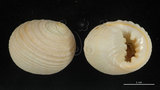 中文名:白肋蜑螺(002328-00147)學名:Nerita plicata Linnaeus, 1758(002328-00147)