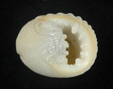 中文名:白肋蜑螺(002434-00018)學名:Nerita plicata Linnaeus, 1758(002434-00018)