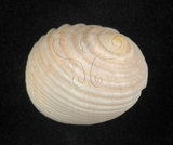 中文名:白肋蜑螺(002434-00018)學名:Nerita plicata Linnaeus, 1758(002434-00018)