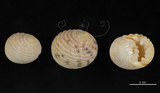 中文名:白肋蜑螺(002434-00018)學名:Nerita plicata Linnaeus, 1758(002434-00018)