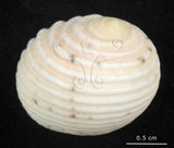中文名:白肋蜑螺(002639-00022)學名:Nerita plicata Linnaeus, 1758(002639-00022)