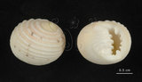 中文名:白肋蜑螺(002639-00022)學名:Nerita plicata Linnaeus, 1758(002639-00022)