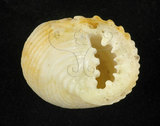 中文名:白肋蜑螺(002639-00180)學名:Nerita plicata Linnaeus, 1758(002639-00180)