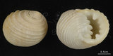 中文名:白肋蜑螺(002639-00180)學名:Nerita plicata Linnaeus, 1758(002639-00180)