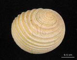 中文名:白肋蜑螺(002852-00013)學名:Nerita plicata Linnaeus, 1758(002852-00013)