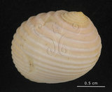 中文名:白肋蜑螺(004324-00038)學名:Nerita plicata Linnaeus, 1758(004324-00038)