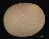 中文名:白肋蜑螺(004324-00118)學名:Nerita plicata Linnaeus, 1758(004324-00118)