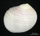 中文名:白肋蜑螺(004324-00118)學名:Nerita plicata Linnaeus, 1758(004324-00118)