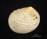 中文名:白肋蜑螺(004962-00048)學名:Nerita plicata Linnaeus, 1758(004962-00048)