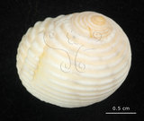 中文名:白肋蜑螺(006211-00016)學名:Nerita plicata Linnaeus, 1758(006211-00016)