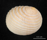 中文名:白肋蜑螺(006211-00027)學名:Nerita plicata Linnaeus, 1758(006211-00027)