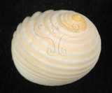 中文名:白肋蜑螺(006245-00014)學名:Nerita plicata Linnaeus, 1758(006245-00014)