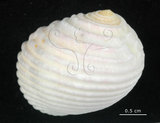 中文名:白肋蜑螺(006245-00014)學名:Nerita plicata Linnaeus, 1758(006245-00014)