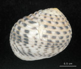 中文名:白肋蜑螺(006311-00011)學名:Nerita plicata Linnaeus, 1758(006311-00011)