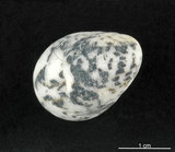 中文名:漁舟蜑螺(002749-00018)學名:Nerita albicilla Linnaeus, 1758(002749-00018)