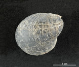 中文名:漁舟蜑螺(002831-00046)學名:Nerita albicilla Linnaeus, 1758(002831-00046)