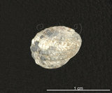 中文名:漁舟蜑螺(003821-00024)學名:Nerita albicilla Linnaeus, 1758(003821-00024)