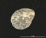 中文名:漁舟蜑螺(004611-00091)學名:Nerita albicilla Linnaeus, 1758(004611-00091)