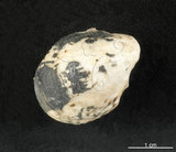 中文名:漁舟蜑螺(004976-00168)學名:Nerita albicilla Linnaeus, 1758(004976-00168)