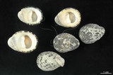 中文名:漁舟蜑螺(005112-00041)學名:Nerita albicilla Linnaeus, 1758(005112-00041)