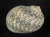 中文名:粗紋蜑螺(002328-00152)學名:Nerita undata Linnaeus, 1758(002328-00152)