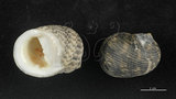 中文名:粗紋蜑螺(002328-00152)學名:Nerita undata Linnaeus, 1758(002328-00152)