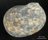 中文名:粗紋蜑螺(002328-00153)學名:Nerita undata Linnaeus, 1758(002328-00153)