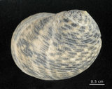 中文名:粗紋蜑螺(002328-00153)學名:Nerita undata Linnaeus, 1758(002328-00153)